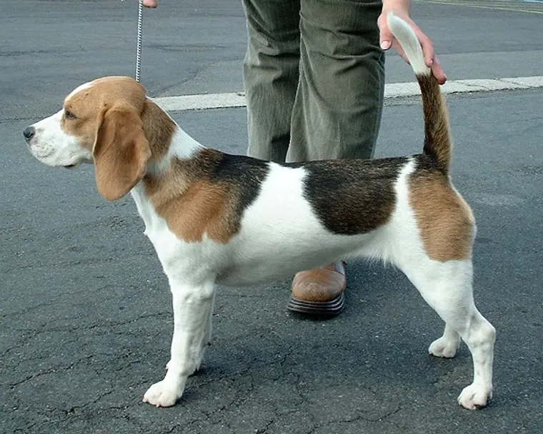 Beagle with tricolour coat standing in side view