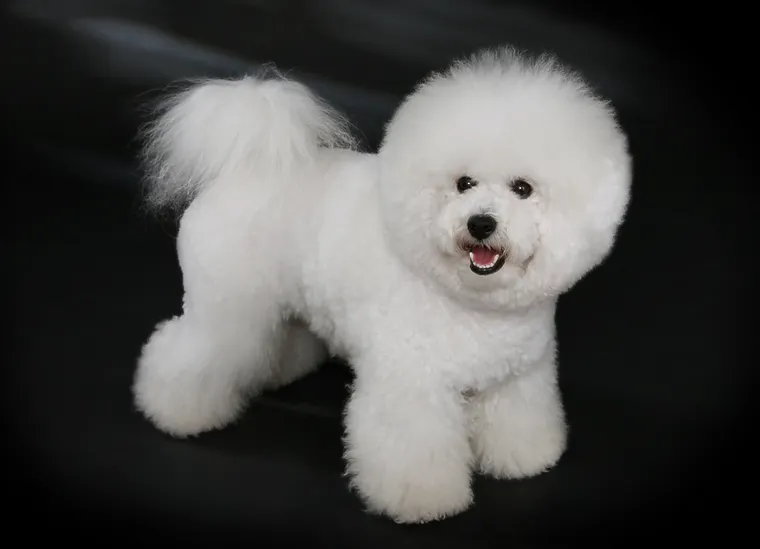 Bichon Frise with white powder-puff coat standing in show pose against dark studio background