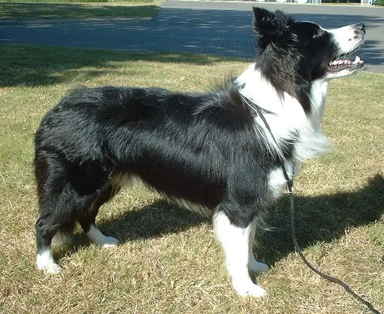 Black and white Border Collie standing in side view