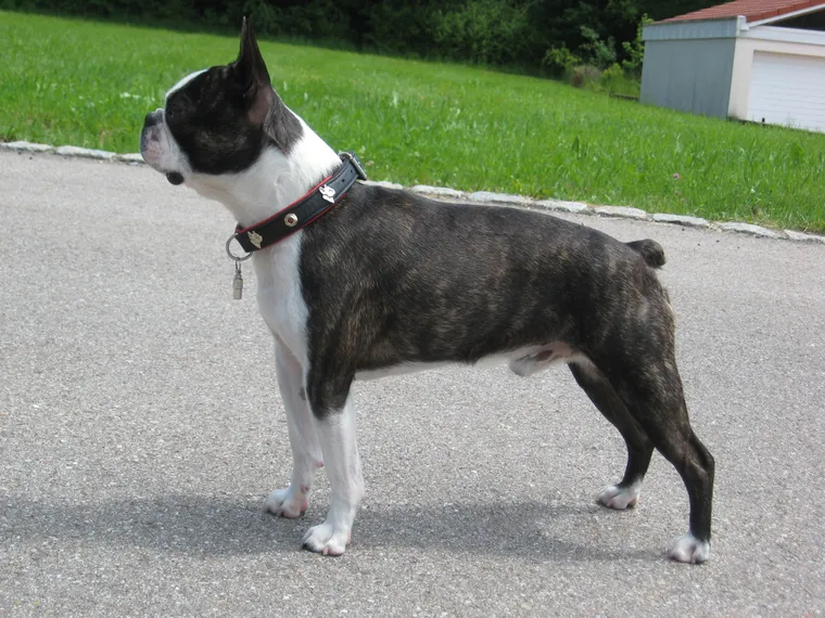 Brindle and white Boston Terrier standing in side view