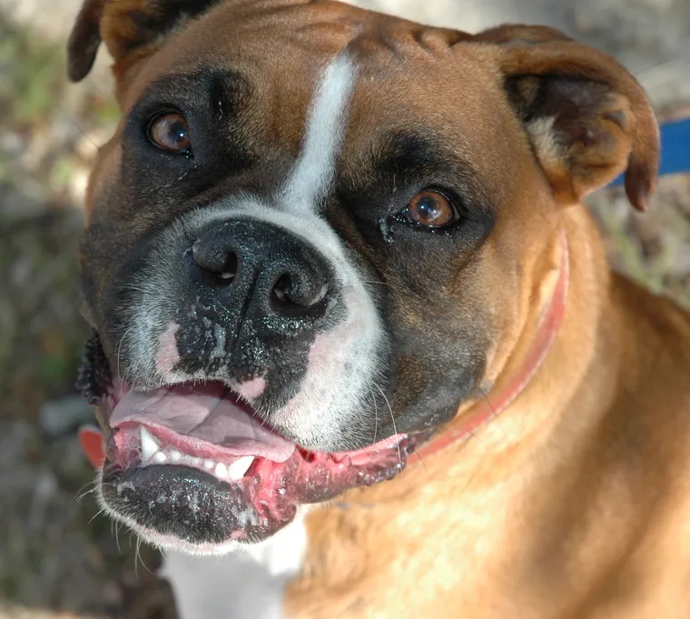 Boxer with fawn coat and white markings standing outdoors