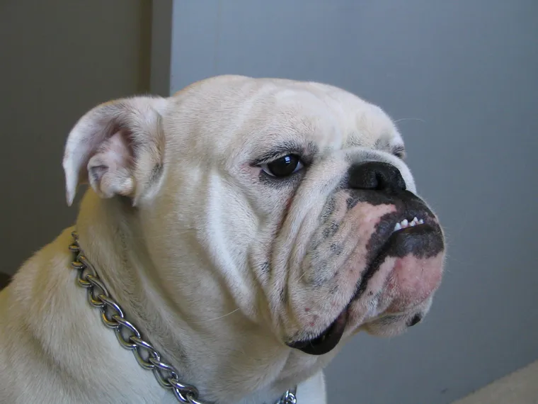 English Bulldog standing in side view showing characteristic head and build