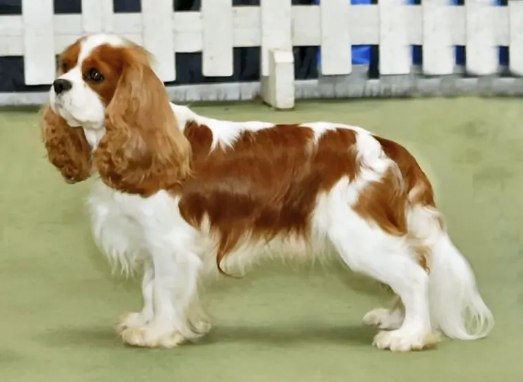 Blenheim Cavalier King Charles Spaniel standing in side view