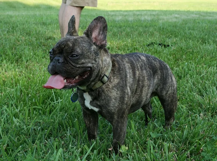 French Bulldog with brindle coat standing on grass