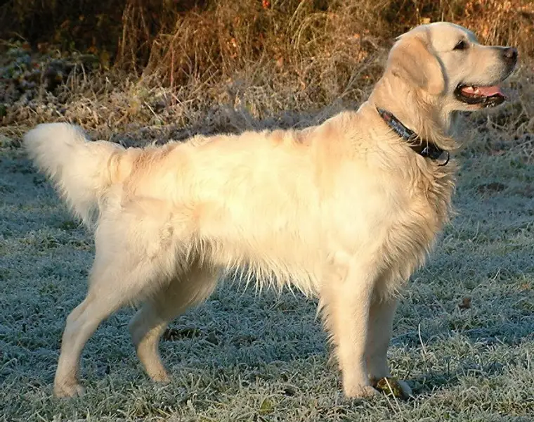 Golden Retriever with a golden coat standing on grass