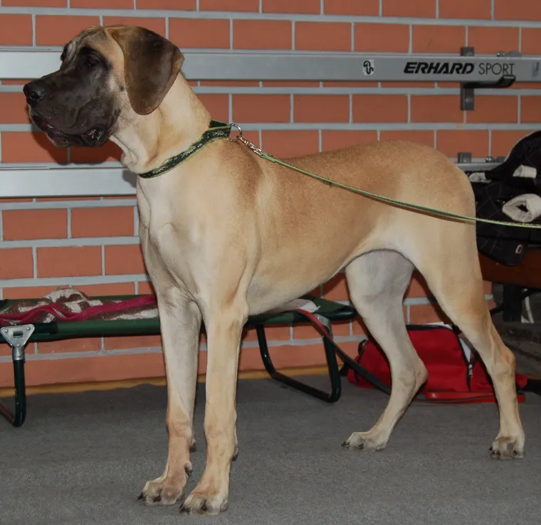 Fawn Great Dane with black mask standing at a dog show