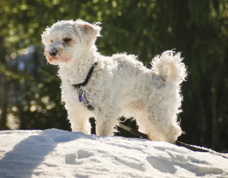 Havanese with silky coat and tail carried over the back standing in snow