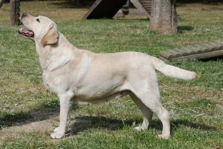 Yellow Labrador Retriever standing in side profile on grass