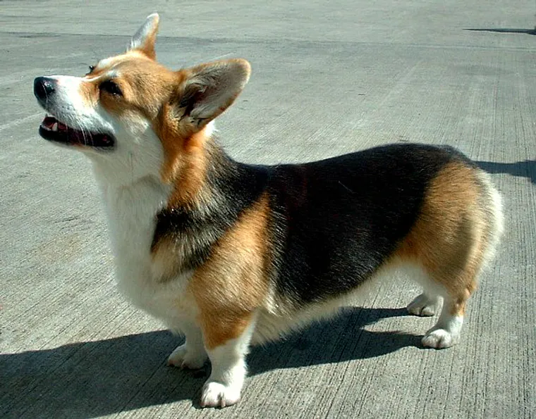 Pembroke Welsh Corgi standing, red and white coat with pointed ears