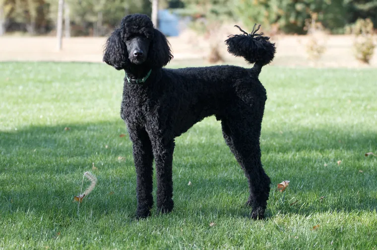 Standard Poodle in sporting clip standing on grass