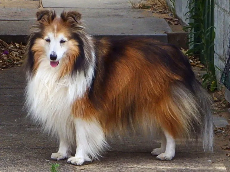Sable Shetland Sheepdog standing in side view