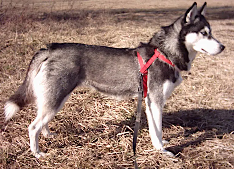Black and white Siberian Husky standing outdoors