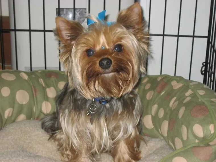 Yorkshire Terrier with long silky blue and tan coat standing